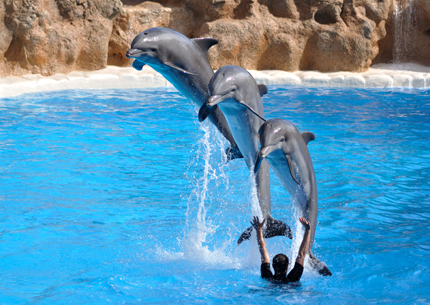 Enjoy with dolphin